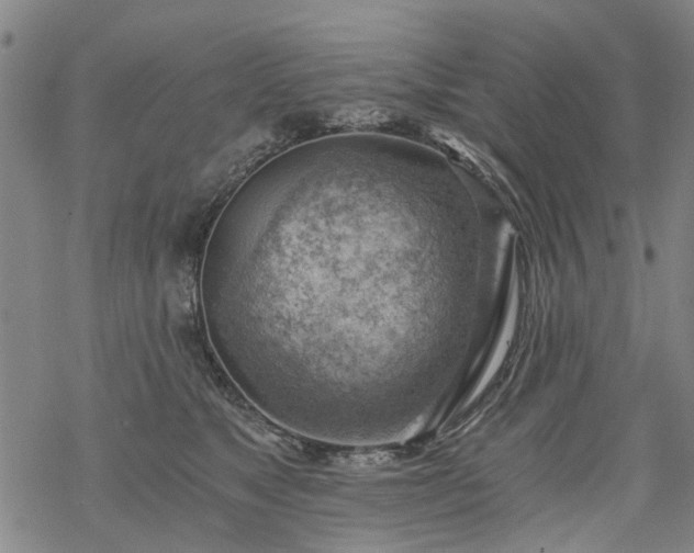 X0000068900517200605122103