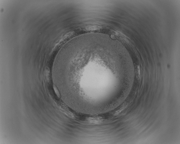 X0000068900556200605122103