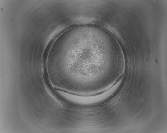 X0000068900582200605122102