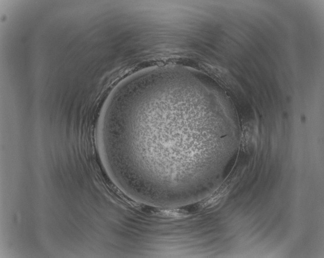 X0000068900623200605122101