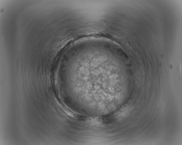 X0000068900624200605122101