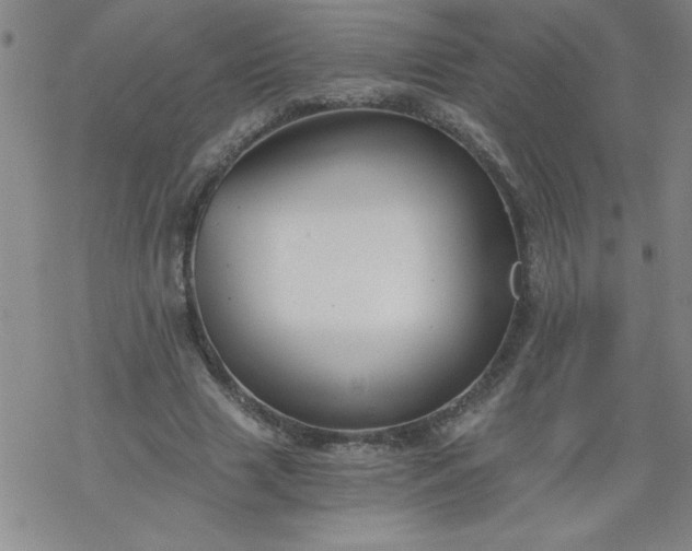 X0000068900633200605122101