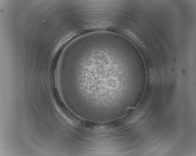 X0000068900634200605122101