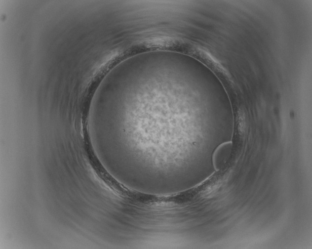 X0000068900637200605122101