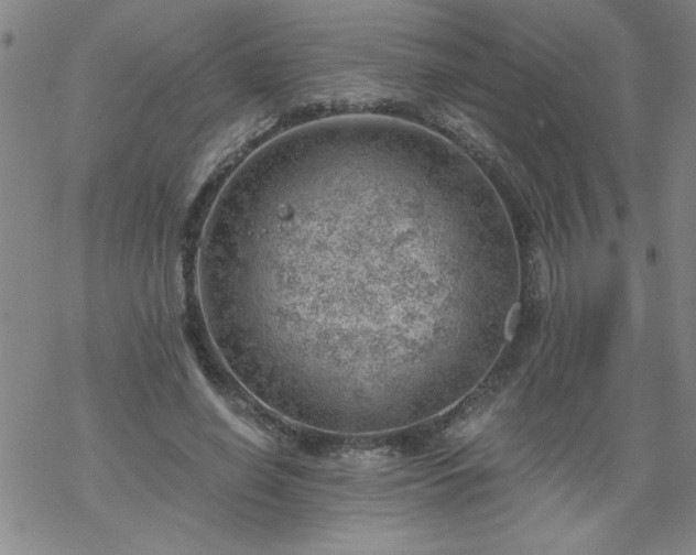 X0000068900638200605122101