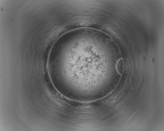 X0000068900639200605122101