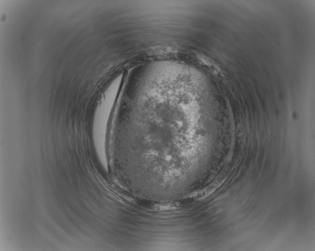 X0000068900662200605122101