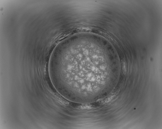 X0000068900668200605122101