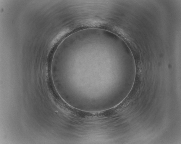 X0000068900679200605122100