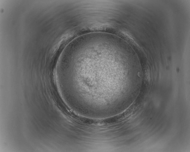 X0000068900687200605122100