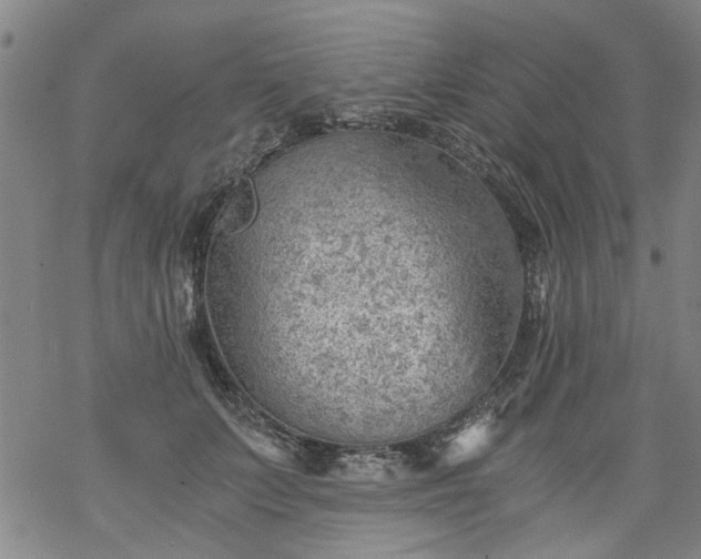 X0000068900703200605122100