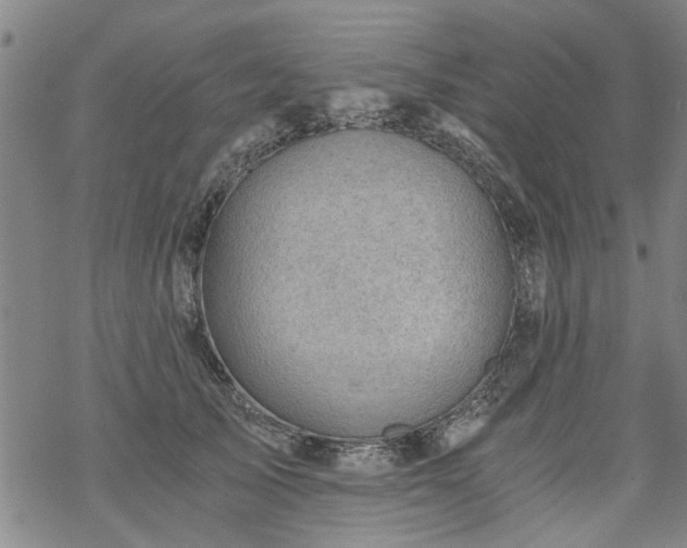 X0000068900705200605122100