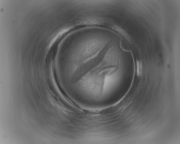 X0000068900723200605122059