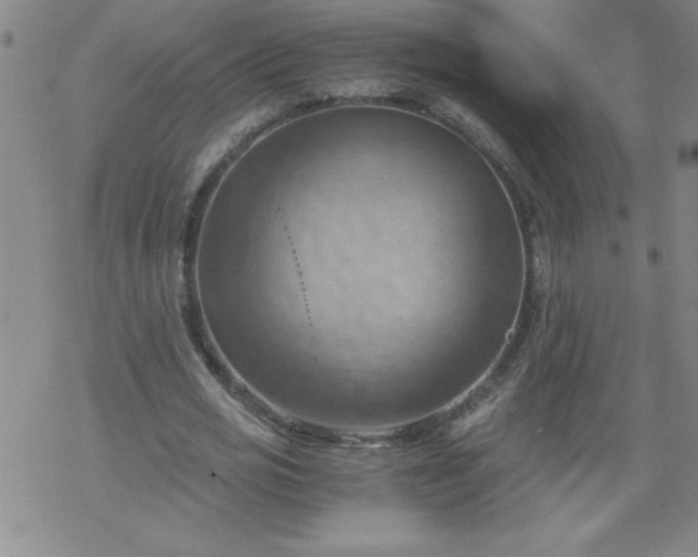 X0000068900725200605122059