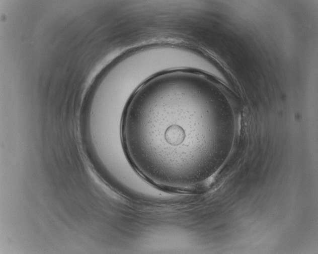 X0000068900726200605122059