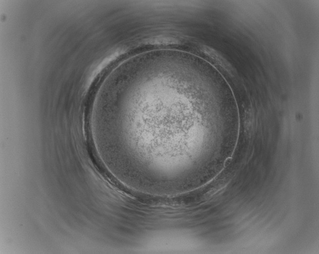 X0000068900727200605122059