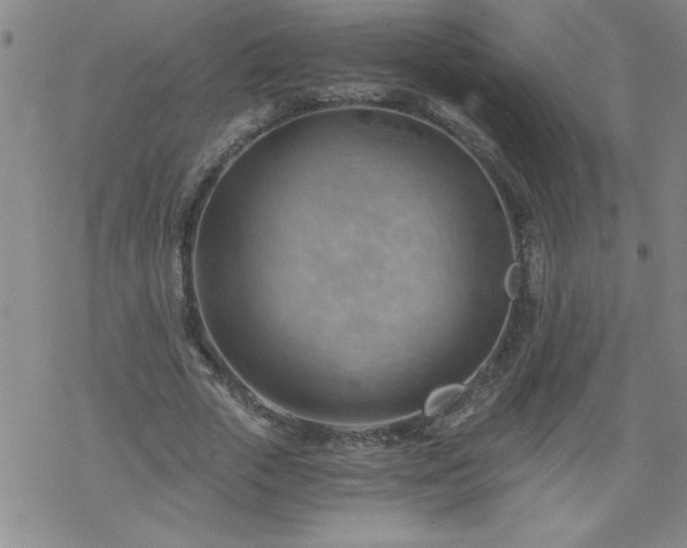 X0000068900729200605122059