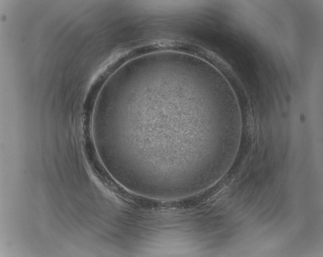 X0000068900730200605122059