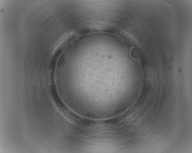 X0000068900738200605122059