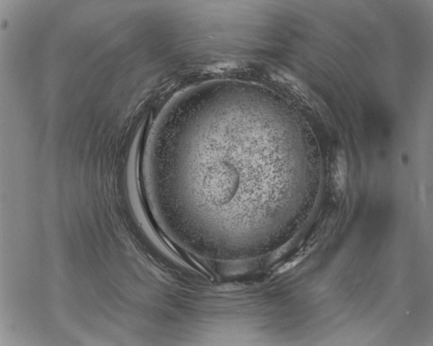 X0000068900750200605122059