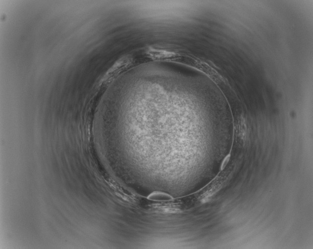 X0000068900763200605122100