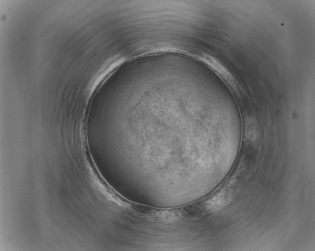 X0000068900806200605122058