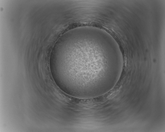 X0000068900817200605122057