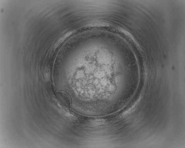 X0000068900833200605122058