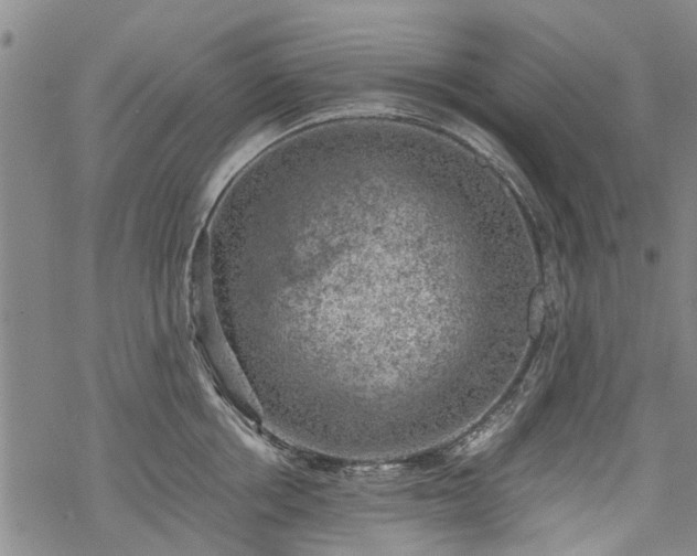 X0000068900858200605122058