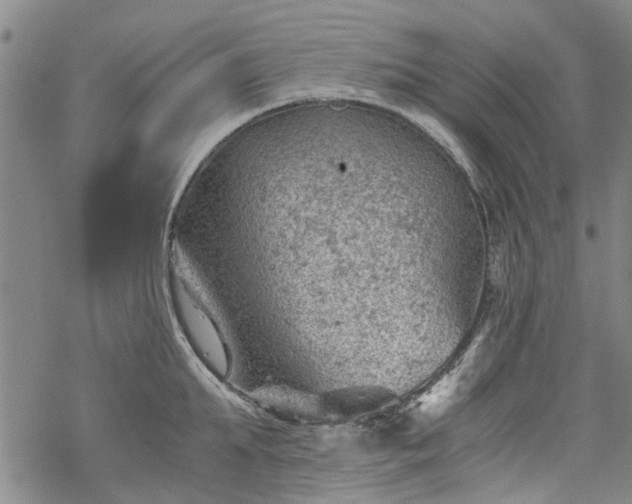 X0000068900903200605122057