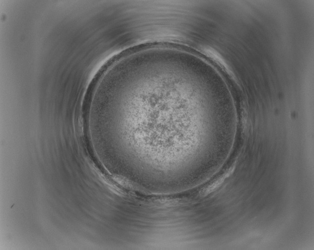 X0000068900924200605122056