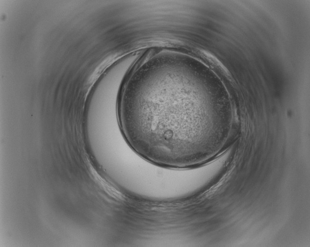 X0000068900938200605122056