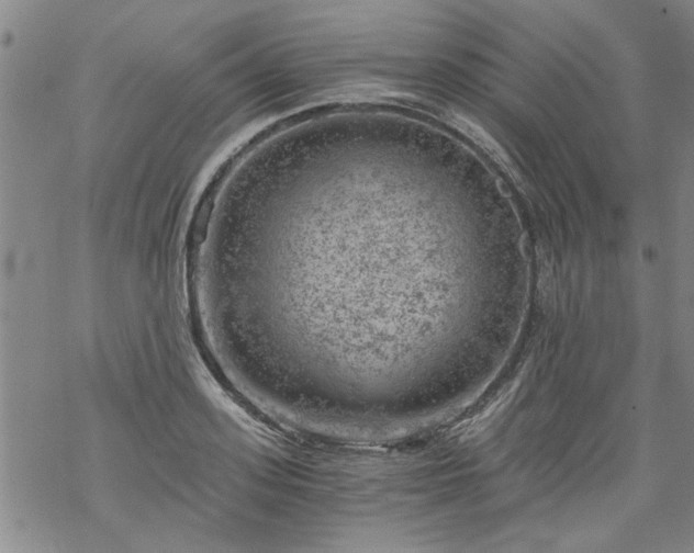 X0000068900939200605122056