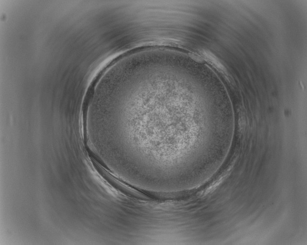 X0000068900940200605122056