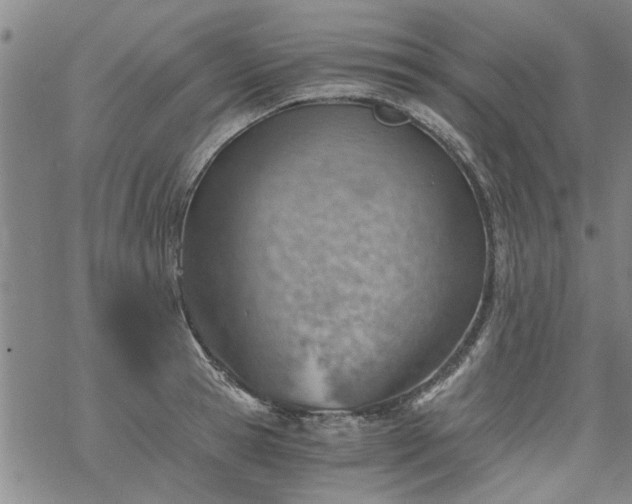 X0000068900945200605122056