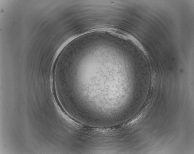 X0000068900955200605122056