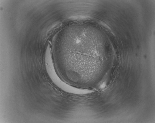 X0000068900966200605122056