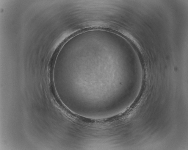 X0000068900983200605122055