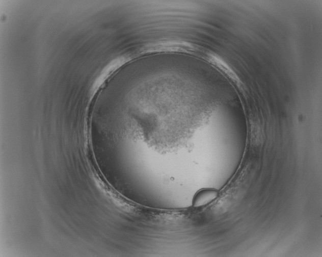 X0000068900994200605122055