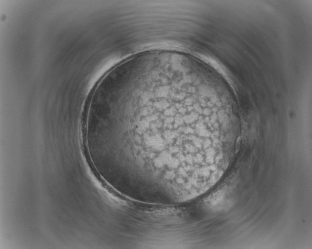 X0000068900999200605122055