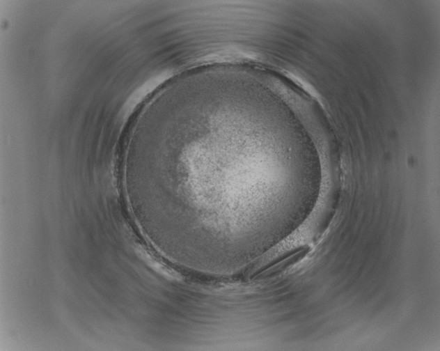 X0000068901026200605122054