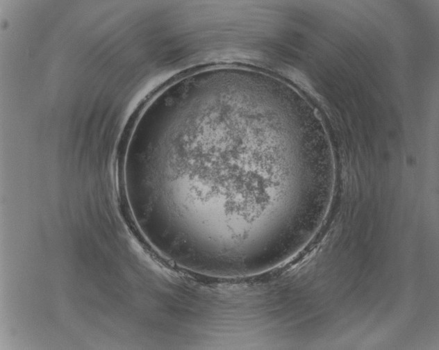 X0000068901032200605122055