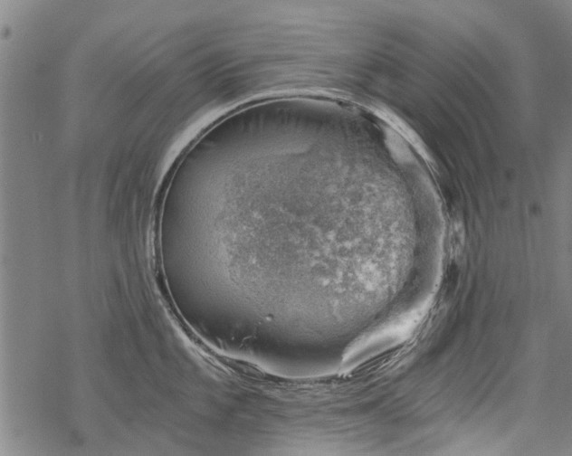 X0000068901101200605122053