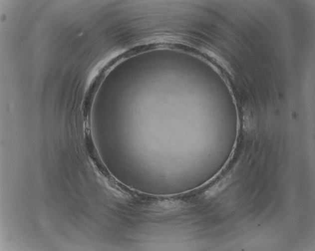 X0000068901117200605122053