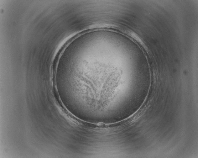 X0000068901124200605122053