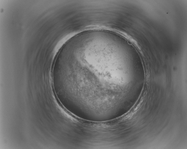 X0000068901239200605122052