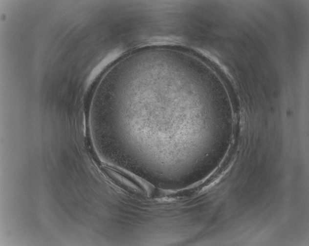 X0000068901317200605122050