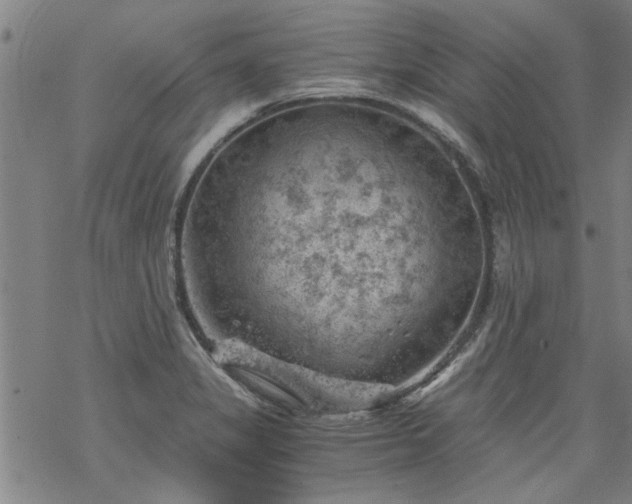 X0000068901325200605122050