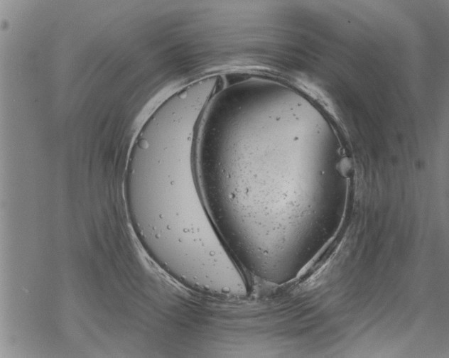 X0000068901338200605122050