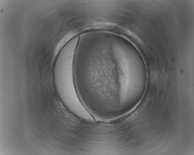 X0000068901362200605122049